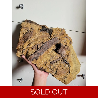 Huge Hadrosaurus Dinosaur Fossil Bones And Teeth In Matrix Lance Fm Wyoming Huge Hadrosaurus Dinosaur Fossil Bones And Teeth In Matrix Lance Fm Wyoming